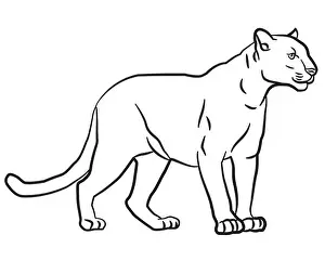 Wildcat Prints: Contour linear drawing illustration of the wild puma