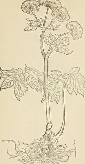 Booksubjectbotany Prints: Contrafayt Kreèuterbuch : nach rechter vollkommener art
