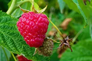 Maturity Prints: The contrast between the ripe red