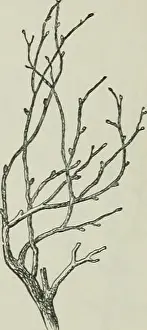 Bookdecade1890 Prints: Contributions to horticultural literature; being a selection of articles written for gardening periodicals