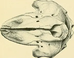 Mammalian Prints: Contributions to the natural history of the cetaceans