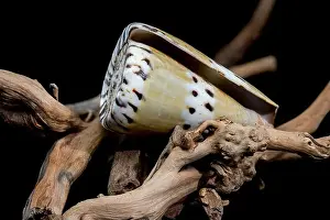 Earthy Prints: Conus Mustelinus Shell on Driftwood