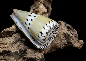Earthy Prints: Conus Mustelinus Shell on Driftwood