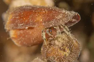 Conidae Prints: Conus Textile On the seabed in the Red Sea, Eilat Israel