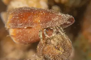 Conidae Prints: Conus Textile On the seabed in the Red Sea, Eilat Israel