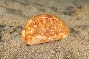 Conidae Prints: Conus Textile On the seabed in the Red Sea, Eilat Israel