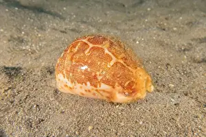 Conidae Prints: Conus Textile On the seabed in the Red Sea, Eilat Israel