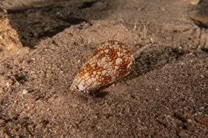 Snail Prints: Conus Textile On the seabed in the Red Sea, Eilat Israel
