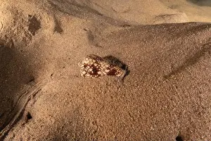 Snail Prints: Conus Textile On the seabed in the Red Sea, Eilat Israel