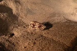 Snail Prints: Conus Textile On the seabed in the Red Sea, Eilat Israel