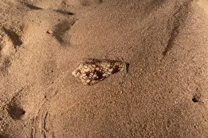 Snail Prints: Conus Textile On the seabed in the Red Sea, Eilat Israel