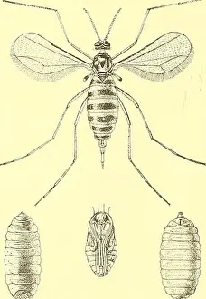Cooperative economic insect report