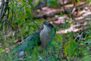 Hunting Bird Prints: Cooper's hawk (Accipiter cooperii)
