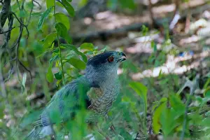 Hunting Bird Prints: Cooper's hawk (Accipiter cooperii)
