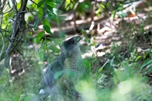 Hunting Bird Prints: Cooper's hawk (Accipiter cooperii)