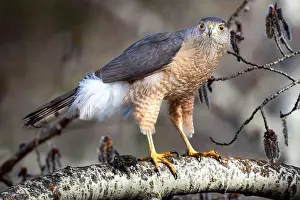 Accipitridae Prints: Cooper's hawk predatory bird standing on a tree branch found at a Calgary Park in Western Canada