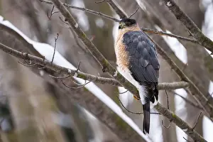 Coopers Hawk Prints: Cooper's hawk resting on a perch during winter