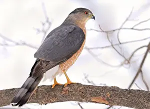 Red Eye Prints: Cooper's hawk sitting on a tree branch in the forest, Quebec, Canada