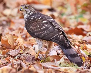 Autumn Leaves Prints: Cooper's Hawk standing on the ground with his prey surrounded by autumn leaves