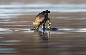 Red Eye Prints: Coot while diving for food in a lake with sunny background