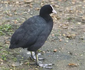 Toes Prints: A coot (Fulica atra) stands on a beach showing its long toed half webbed feet