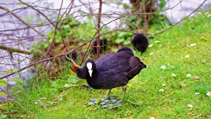 Benelux Prints: Coot water bird with black plumage and white beak in Minnewaterpark and Minnewater lake