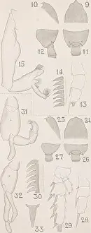 Crustacean Prints: The Copepoda of the Siboga expedition