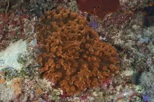 Geological Formation Prints: Copper anemone (Entacmaea quadricolor) on a coral formation on the seabed