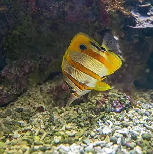 Arabian Peninsula Prints: The copperband butterflyfish (Chelmon rostratus)