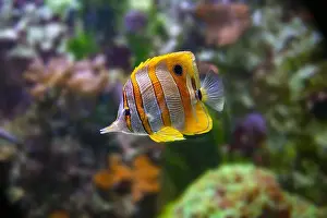 Arabian Peninsula Prints: The copperband butterflyfish (Chelmon rostratus)