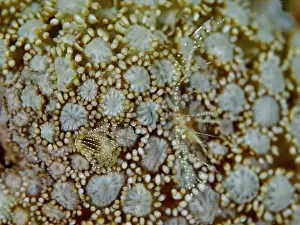 Cnidaria Prints: Coral barnacle (Ceratoconcha), crustacean