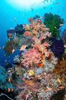 Raja Ampat Prints: A coral bommie surrounded by anthias fish, Raja Ampat, Indonesia
