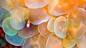 Decapod Prints: Coral Commensal Shrimp, Bubble Coral Shrimp