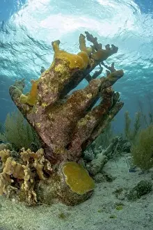 Visibility Prints: Coral formation with marine flora in the underwater landscape of Bonaire