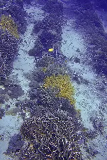 Cnidarians Prints: Coral formations in different colours in a coral nursery on the sandy seabed