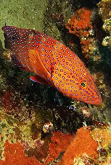 Dive Site Prints: Coral Grouper, Coral Rock Cod, Cephalopholis miniata