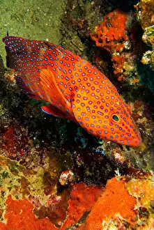Biosphere Prints: Coral Grouper, Coral Rock Cod, Cephalopholis miniata