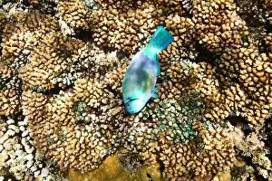 Seychelles Prints: Coral reef and fish