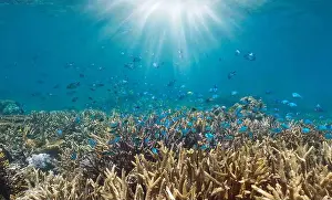 Sunbeams Prints: Coral reef with fish and sunlight underwater in the south Pacific ocean, New Caledonia