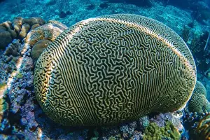 Anemone Prints: coral reef macro, texture, abstract marine ecosystem background