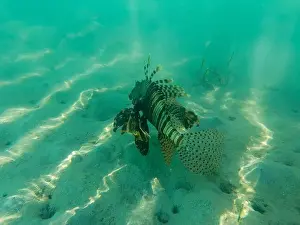 Bony Fish Prints: coral reef with Pteroinae Fish in the sea, egypt