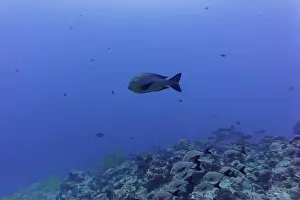 Platax Prints: Coral Reef and Tropical Fish on Maldives island