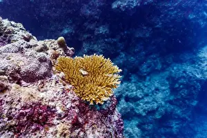 Platax Prints: Coral Reef and Tropical Fish on Maldives island