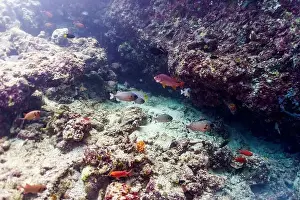 Platax Prints: Coral Reef and Tropical Fish on Maldives island
