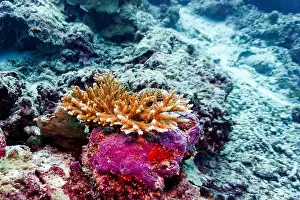 Platax Prints: Coral Reef and Tropical Fish on Maldives island