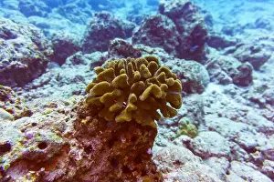 Platax Prints: Coral Reef and Tropical Fish on Maldives island