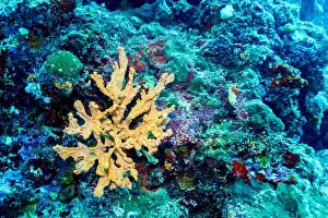 Platax Prints: Coral Reef and Tropical Fish on Maldives island