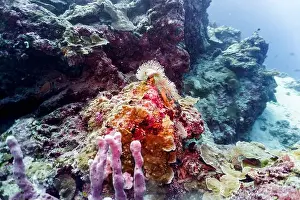 Platax Prints: Coral Reef and Tropical Fish on Maldives island