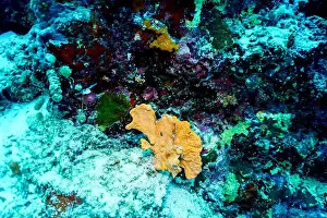Platax Prints: Coral Reef and Tropical Fish on Maldives island