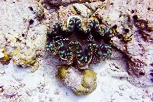 Platax Prints: Coral Reef and Tropical Fish on Maldives island